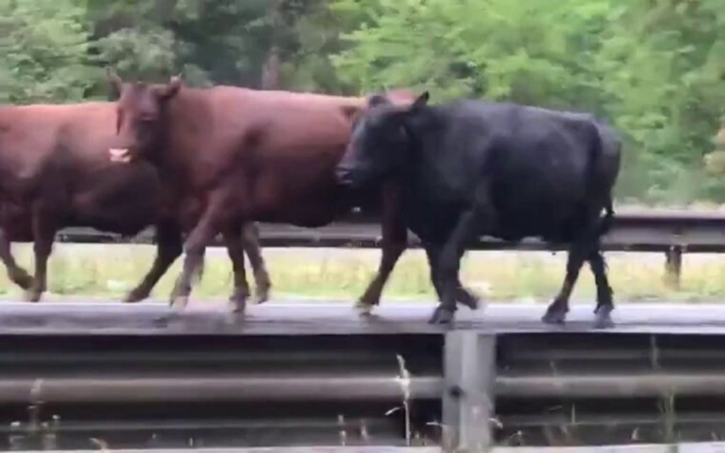 Volcó un camión con ganado vacuno en una autopista bonaerense y se escaparon 20 vacas