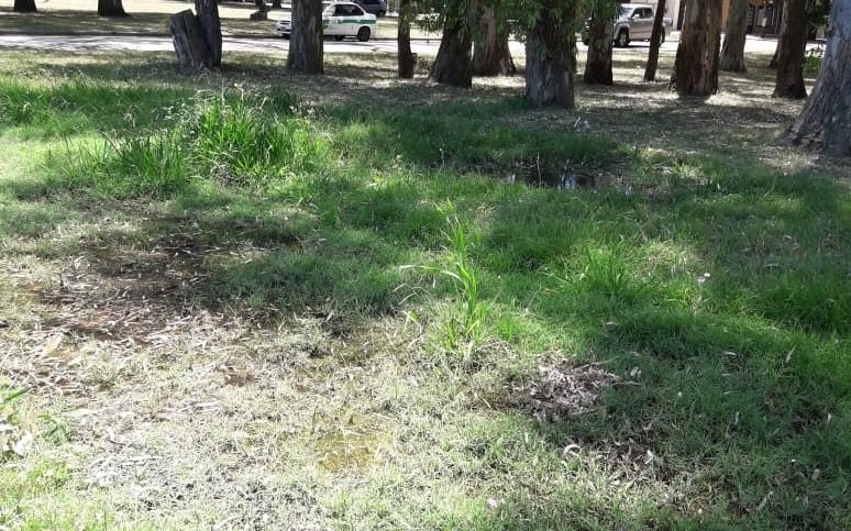 Filtración, pastizal y mosquitos, un combo que preocupa en 120 y 70