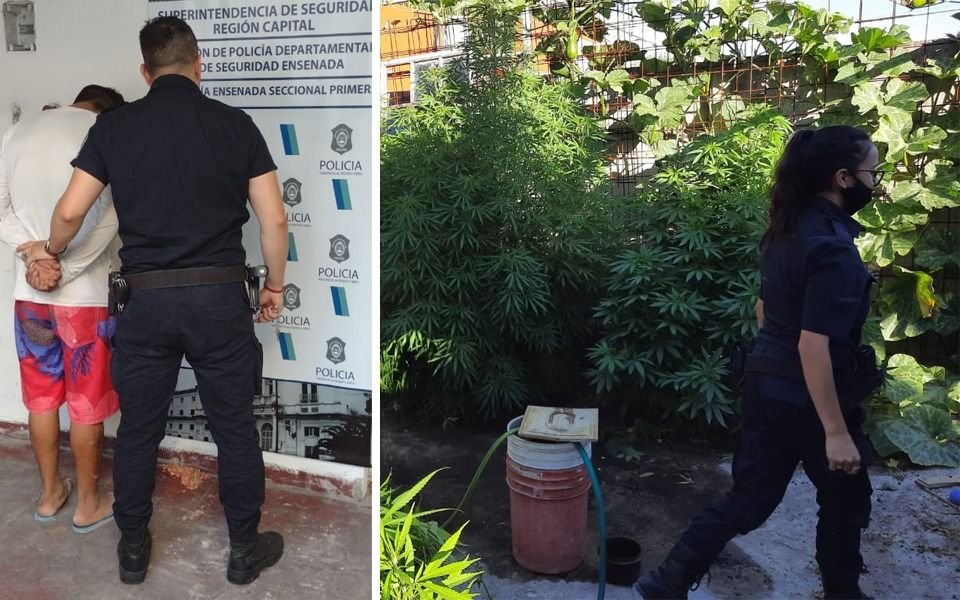 Ensenada: cayó por pegarle un escopetazo al vecino y tenía la casa repleta de plantas de marihuana