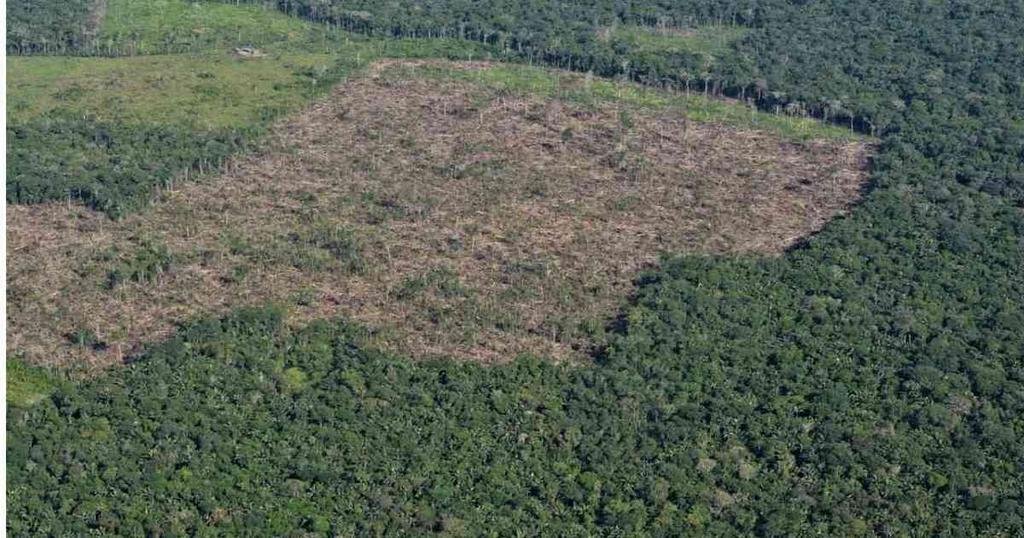 Más de 8.500 kilómetros cuadrados de selva devastados en la Amazonía durante 2020
