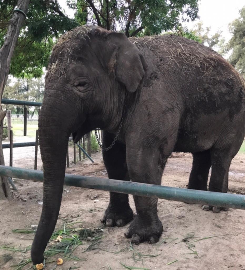 Tras toda una vida en cautiverio murió la elefanta del Zoológico de Luján