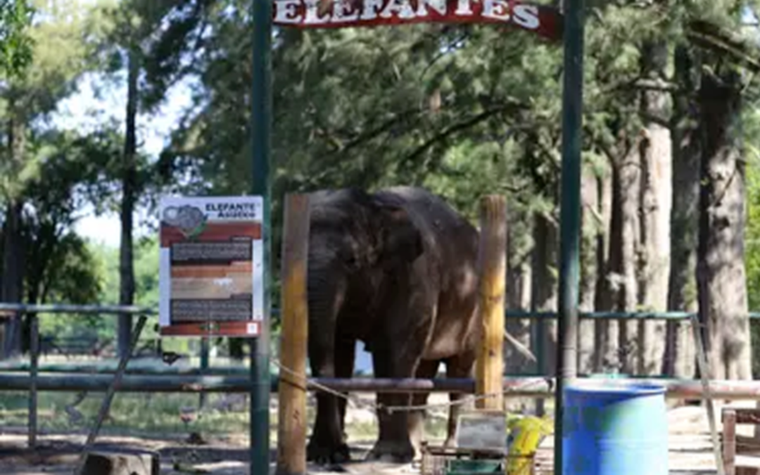 Polémica por la muerte de la elefanta del zoo de Luján: piden que investiguen las causas