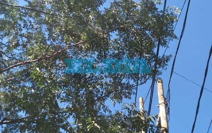 En Ringuelet piden una poda urgente para devolver la luz a la cuadra