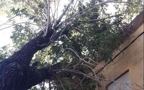 Un árbol apoyado sobre una vivienda preocupa a los vecinos de 60 y 137