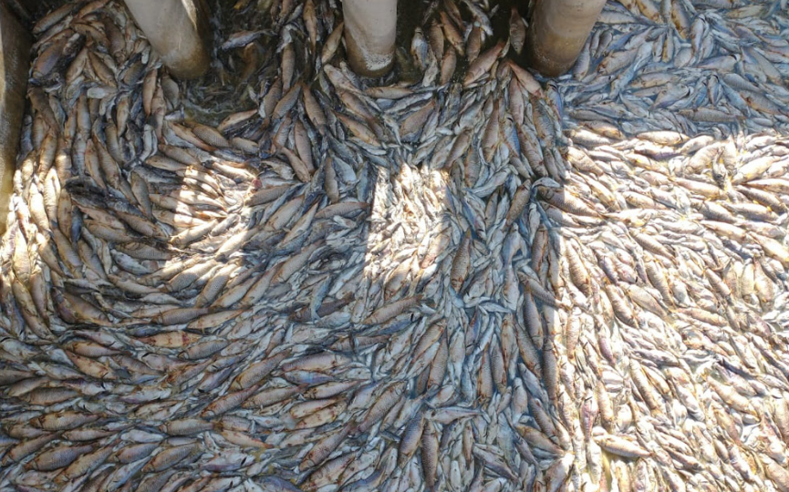 La sequía golpea fuerte en el interior de la Provincia: gran mortandad de peces