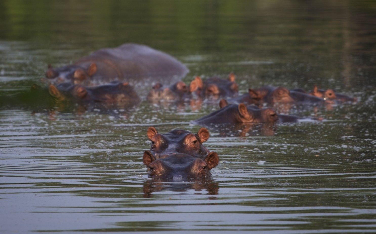 Científicos piden matar a los hipopótamos de Pablo Escobar para evitar la invasión y expansión por Sudamérica