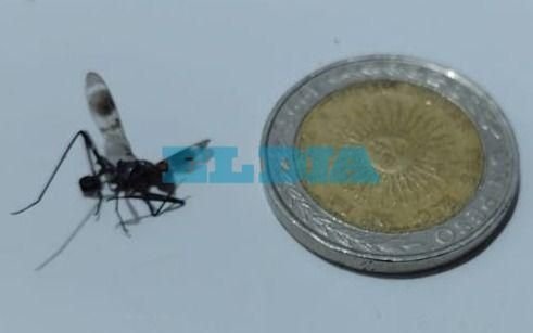 Alarma en un sector de Ensenada por la aparición de "súper" mosquitos