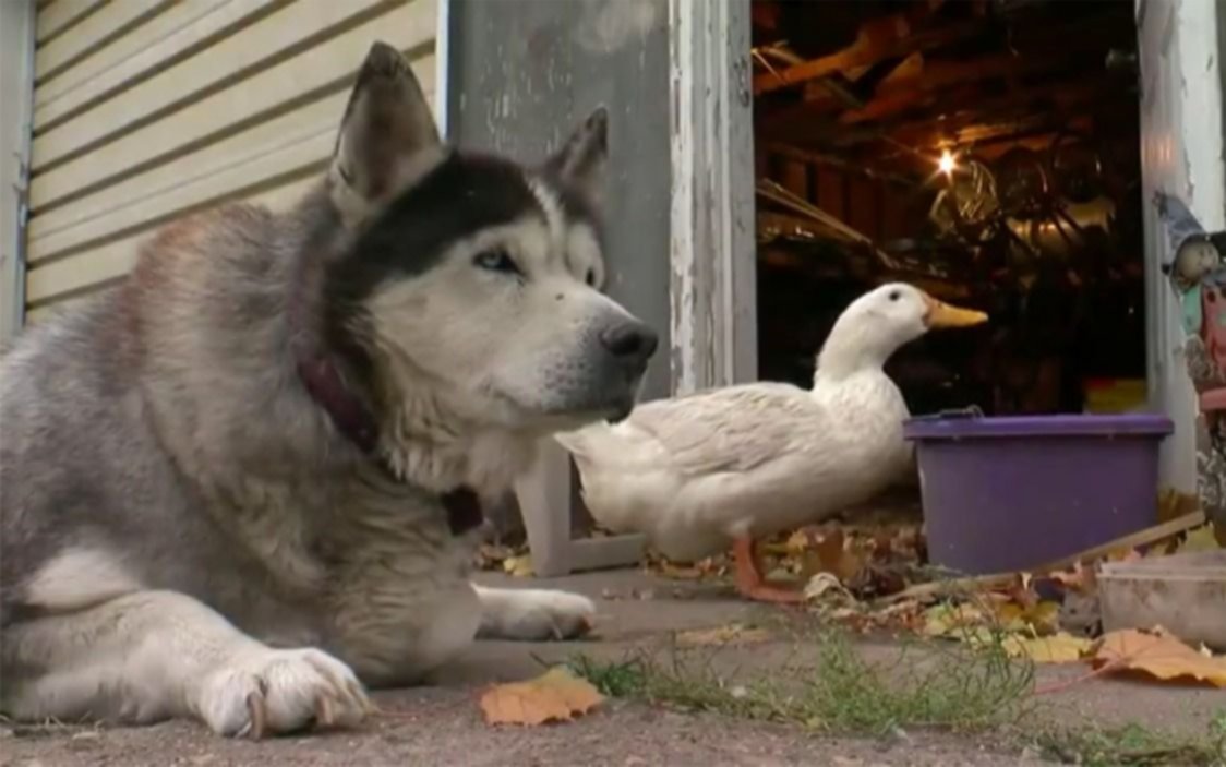 Max y Quackers se llevan como perro y pato: una amistad inquebrantable