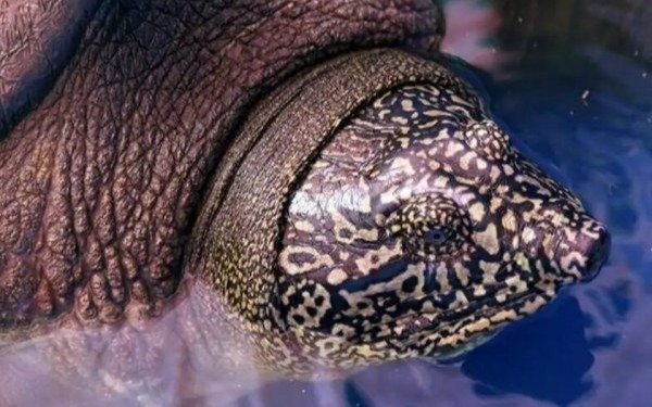 La tortuga más extraña del mundo se niega a extinguirse: nació una hembra