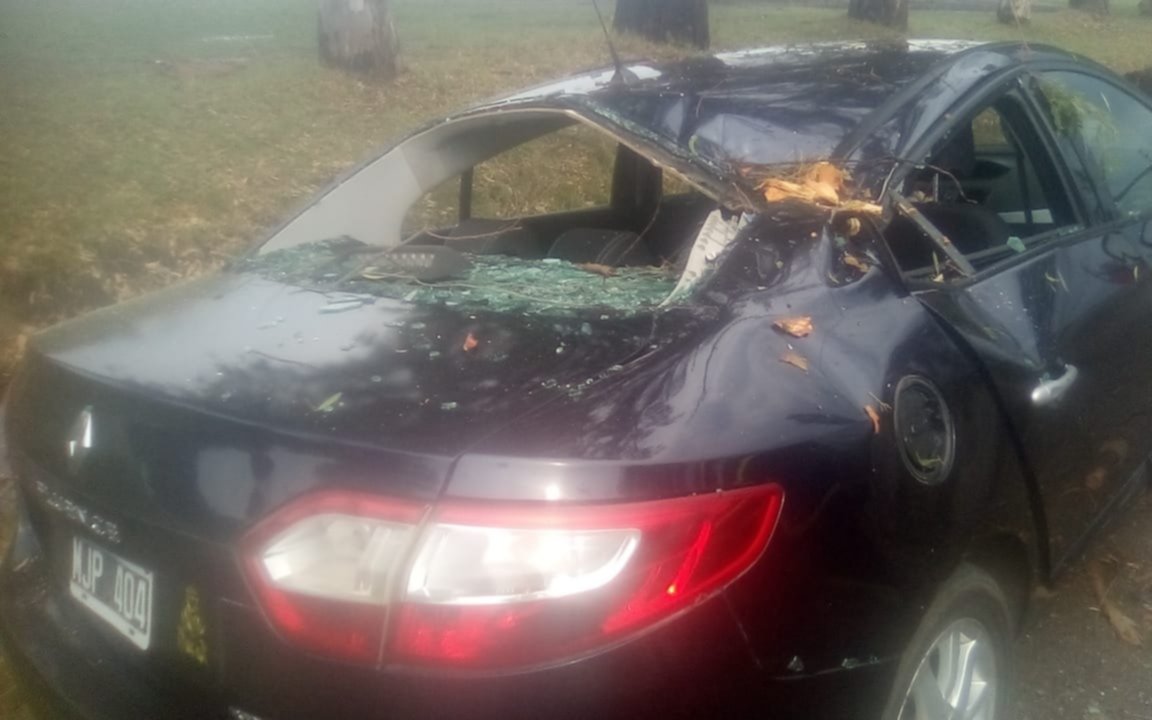 El viento hizo destrozos esta tarde en El Peligro: árboles caídos destruyeron varios autos