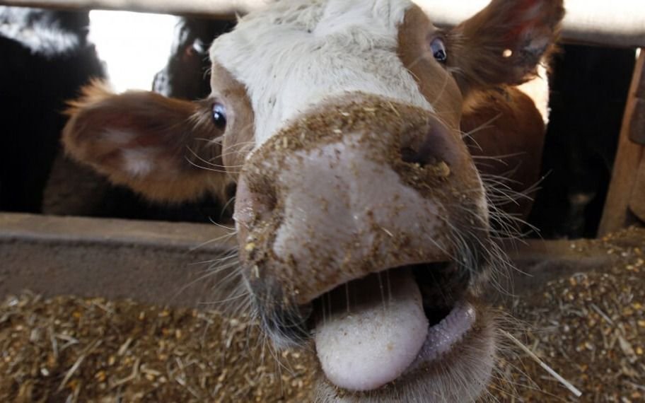Vacas locas: dicen que las de Chernóbyl se volvieron "salvajes"
