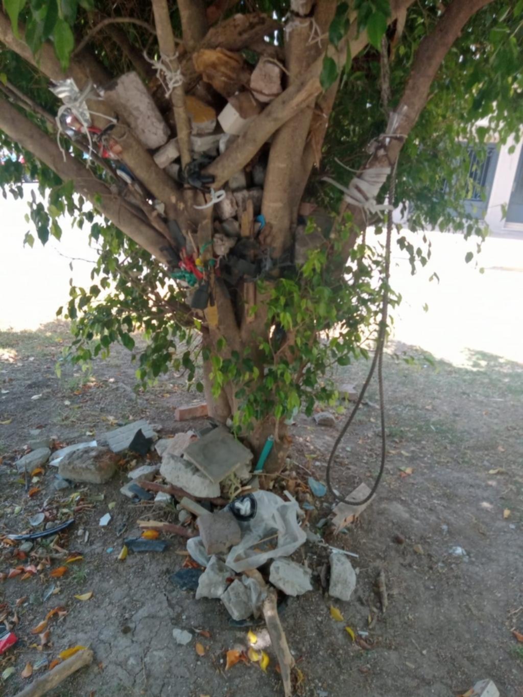 Piedras y una gomera en un árbol de 38 entre 14 y 15