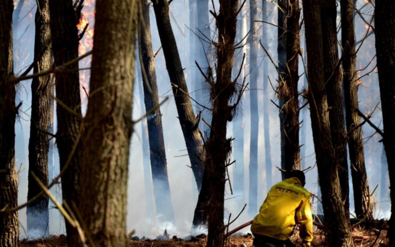 Miramar: el incendio consumió más de 50 hectáreas del bosque