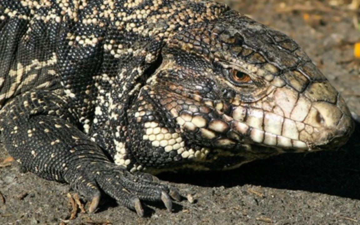 Una nueva especie sorprendió a vecinos en los countries