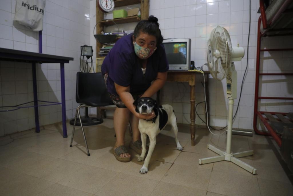 Brutal robo en una veterinaria: golpean a mujer y se llevan hasta el perro