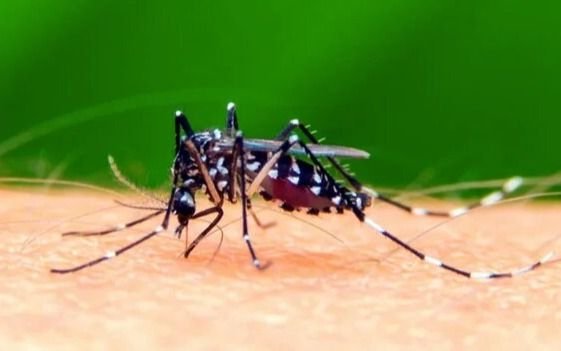 Acciones preventivas contra el dengue en Quilmes