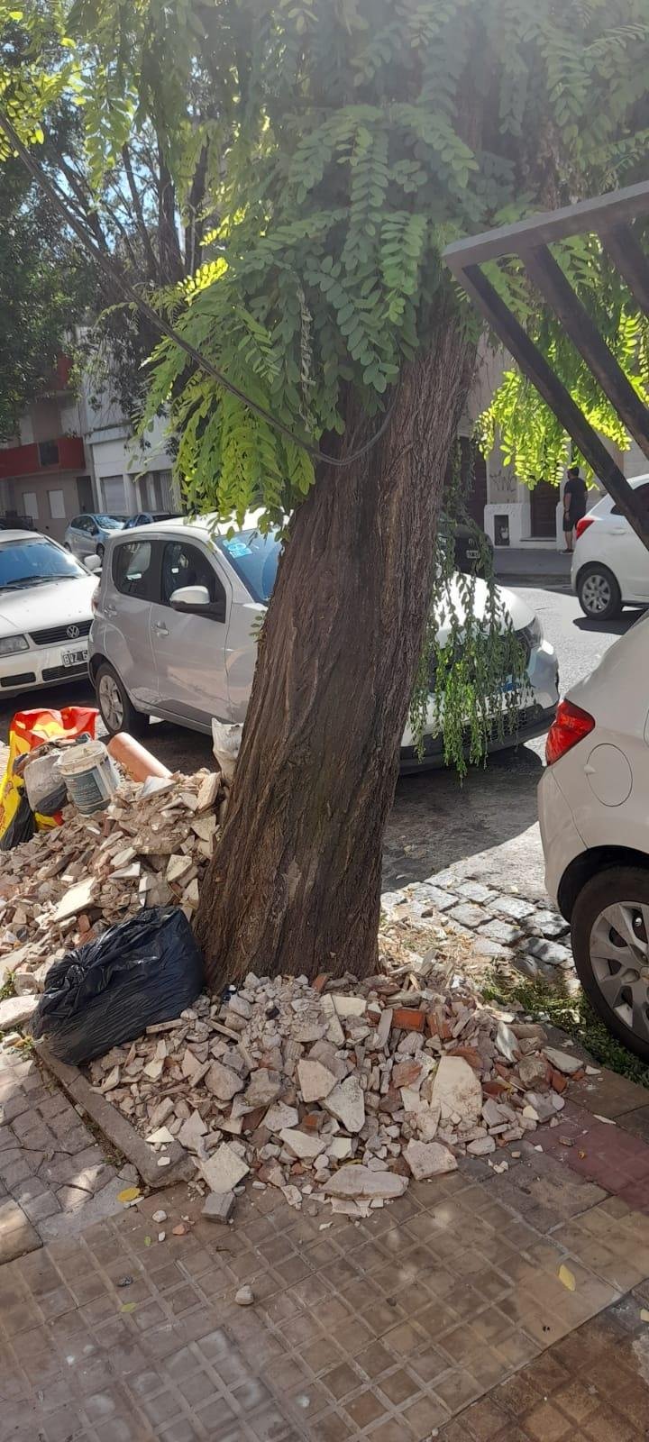 Alertan por un árbol rodeado de escombros