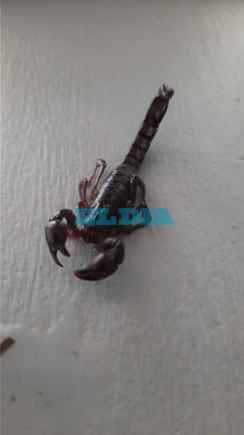 Siguen apareciendo alacranes en las casas platenses: "Es un peligro, la zona está poblada"