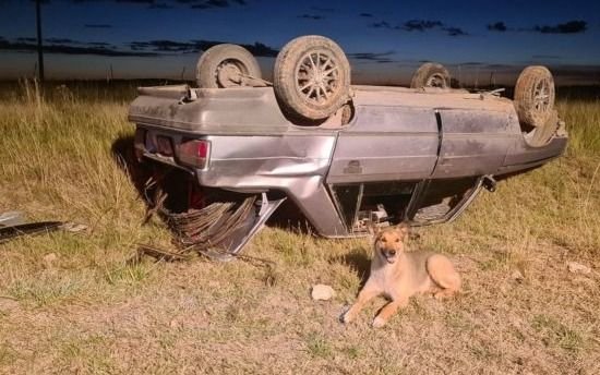El amigo más fiel: volcó su auto y su perro no se movió hasta que lo rescataron