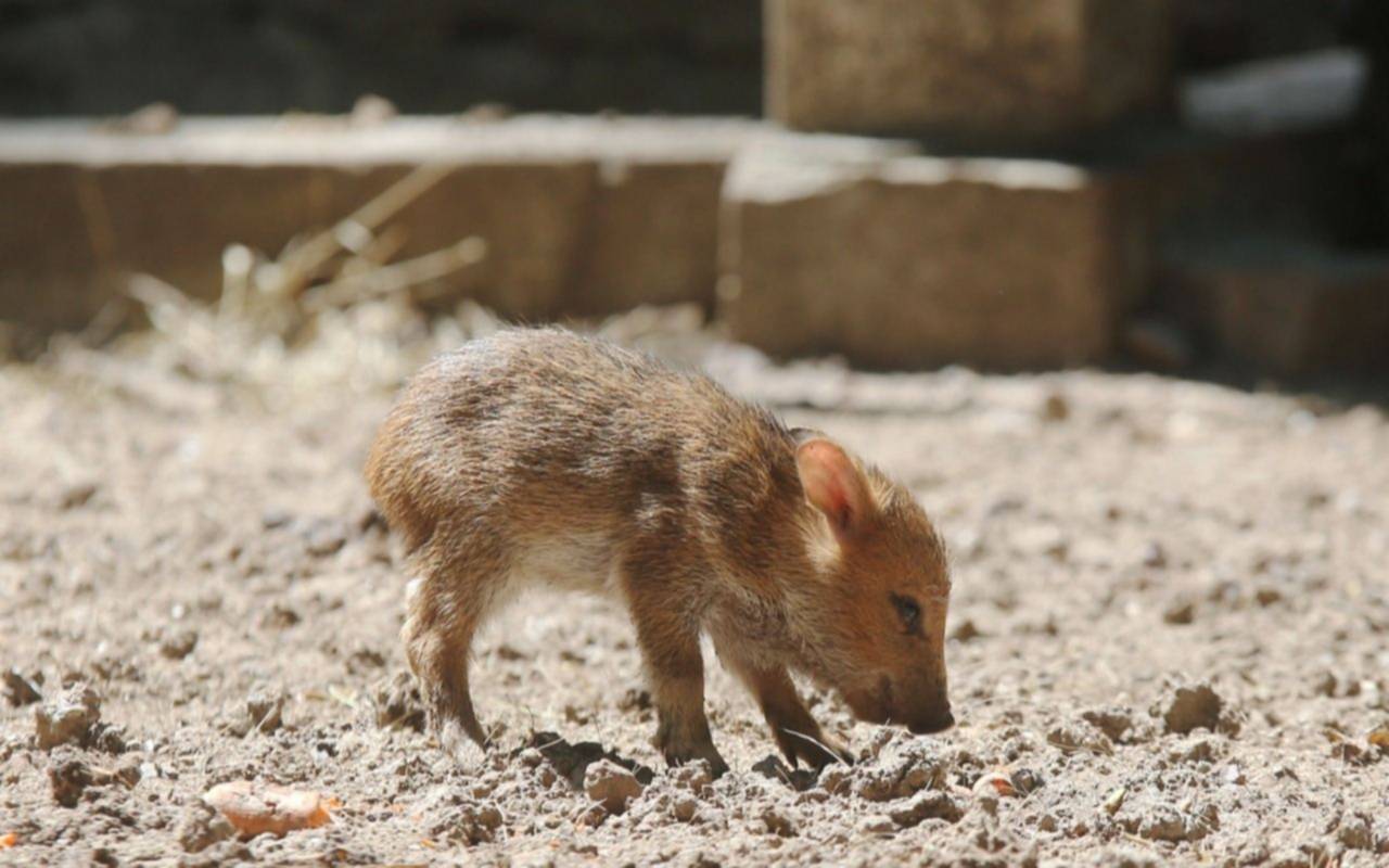 Conservación de especies en el Bioparque: nacieron tres ejemplares de pecarí de collar