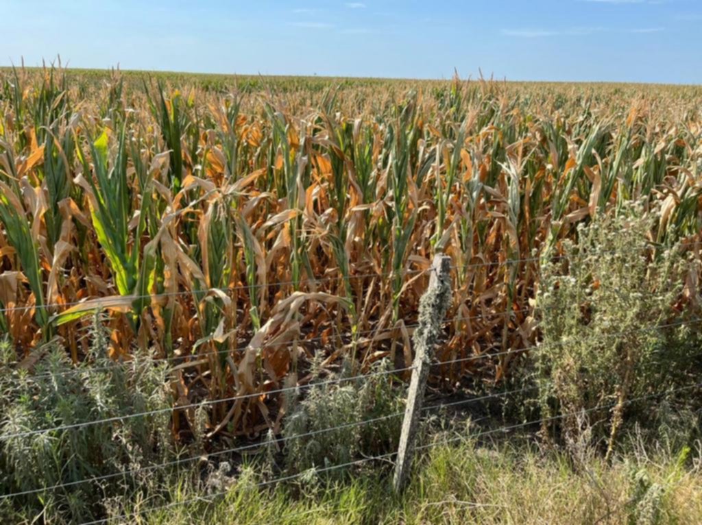 Soja y maíz: a pesar de las lluvias hay incertidumbre