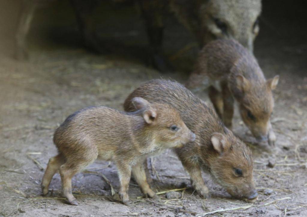 El bioparque de La Plata tiene nuevos “vecinos”: nacieron tres pecaríes