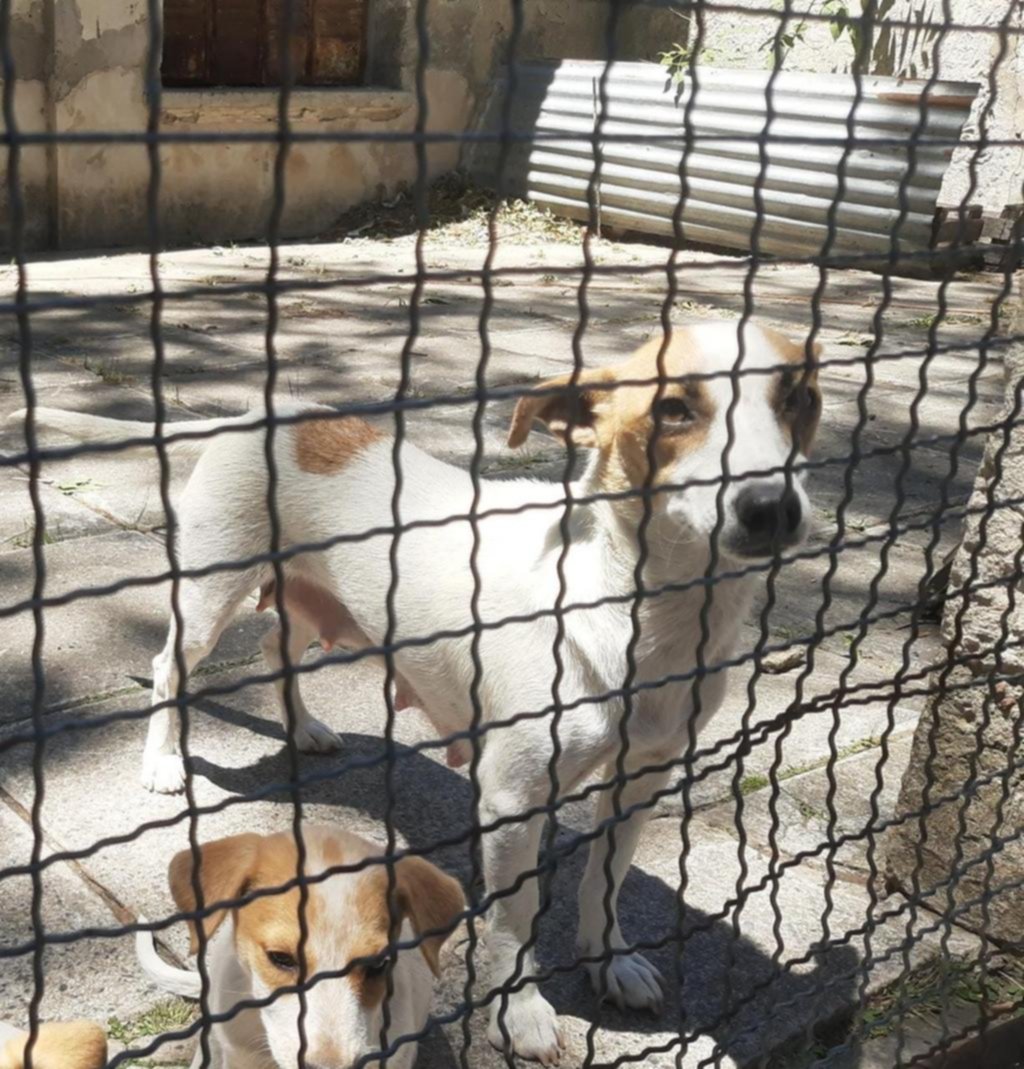Jubilado busca a “Reina”: se la llevaron de 70, 14 y 15