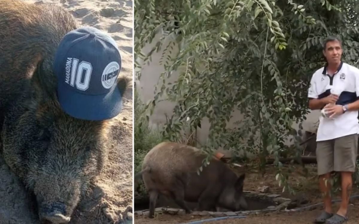 Gervasio, el jabalí tripero que adoptó un platense y es furor en el mundo