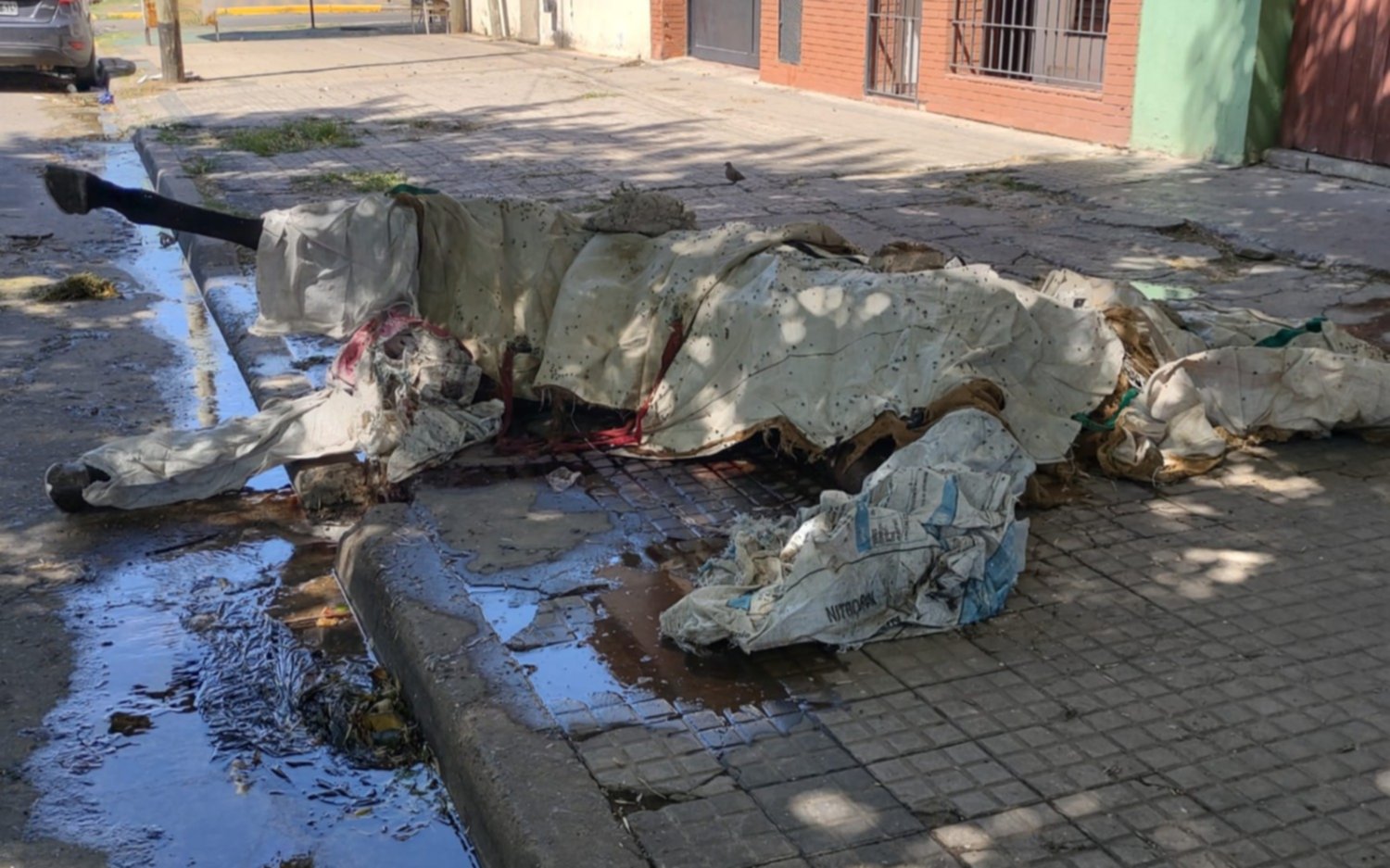 FOTO. Caballo en descomposición cerca del Hospital Gutiérrez