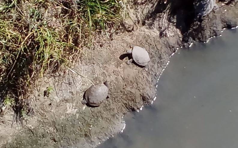 Liberan en Junín a 50 tortugas acuáticas atrapadas