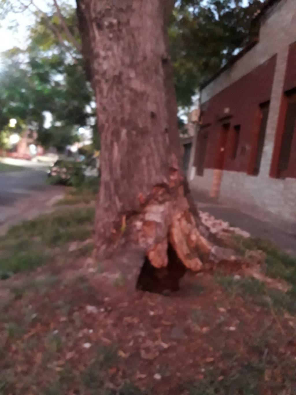Peligro por un árbol en calle 75 entre 1 y 2 con las raíces destruidas