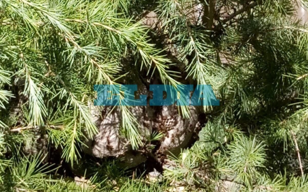 Un panal de avispas camoati mantiene aterrorizado a un barrio platense
