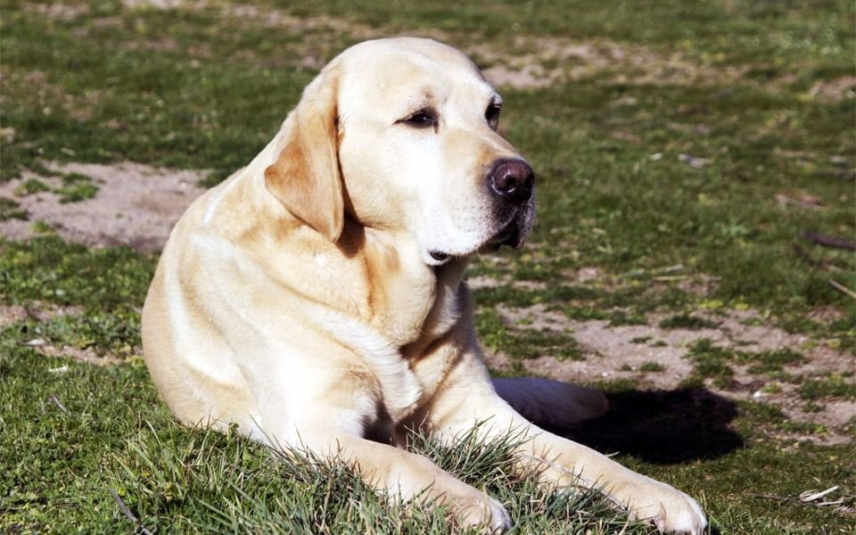 La Plata: asaltó a una familia y, al huir, mató de un tiro al perro