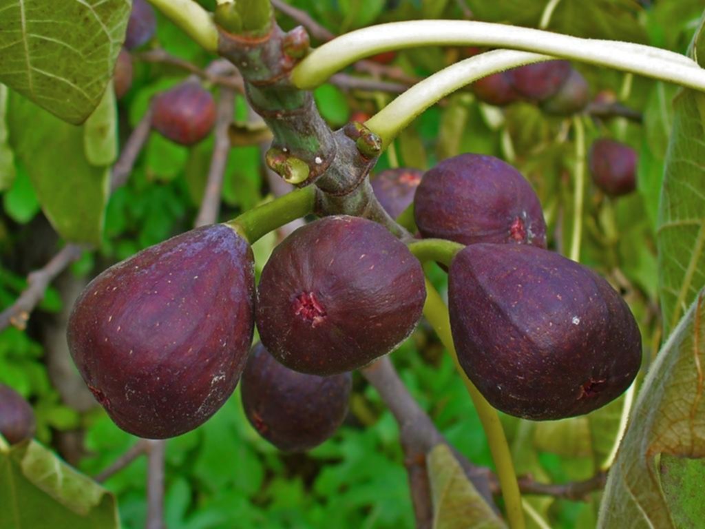Salud: la “falsa fruta” que combate problemas de respiración y digestión