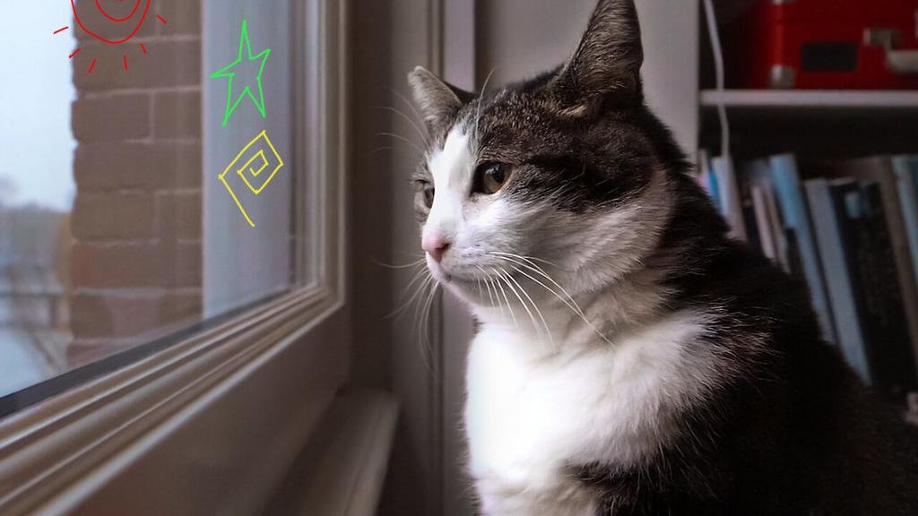 GPS: por el mundo de las mascotas