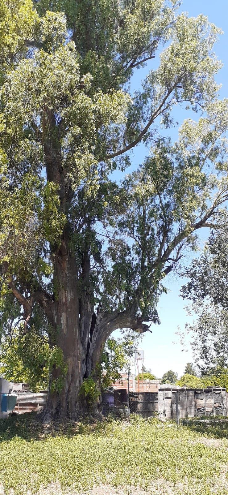 Vecinos de 139 y 525 preocupados por el estado de un “árbol gigante”