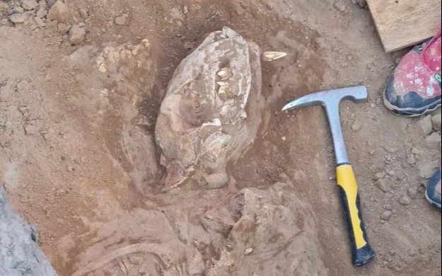 Encuentran restos de un tigre dientes de sable en Necochea