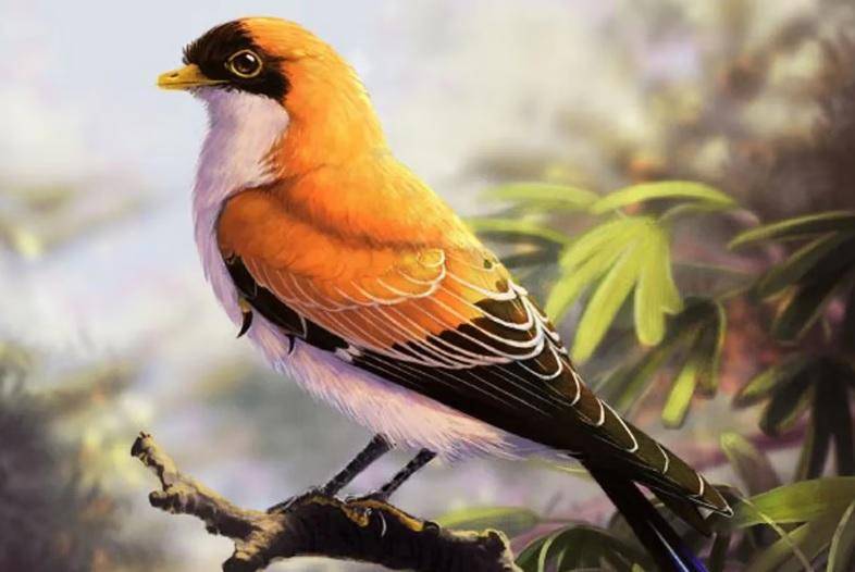 El “gorrión” que era contemporáneo de dinosaurios