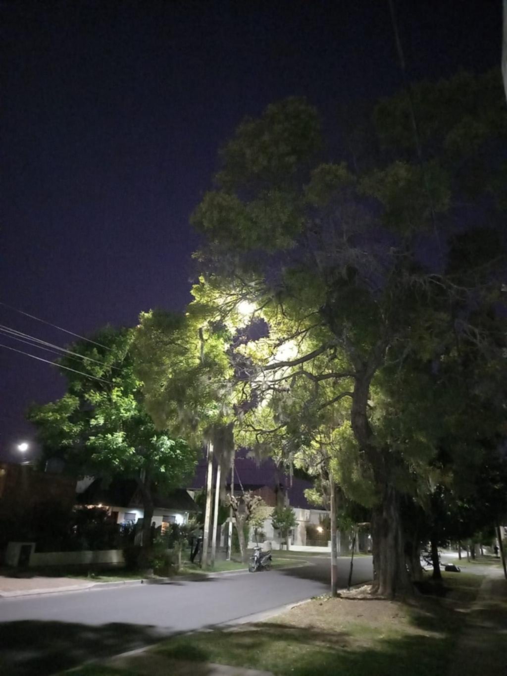 Piden despunte de ramas para despejar una luminaria