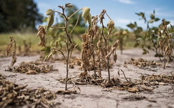 Estiman que la producción de soja caerá 13 por ciento hasta las 37 millones de toneladas
