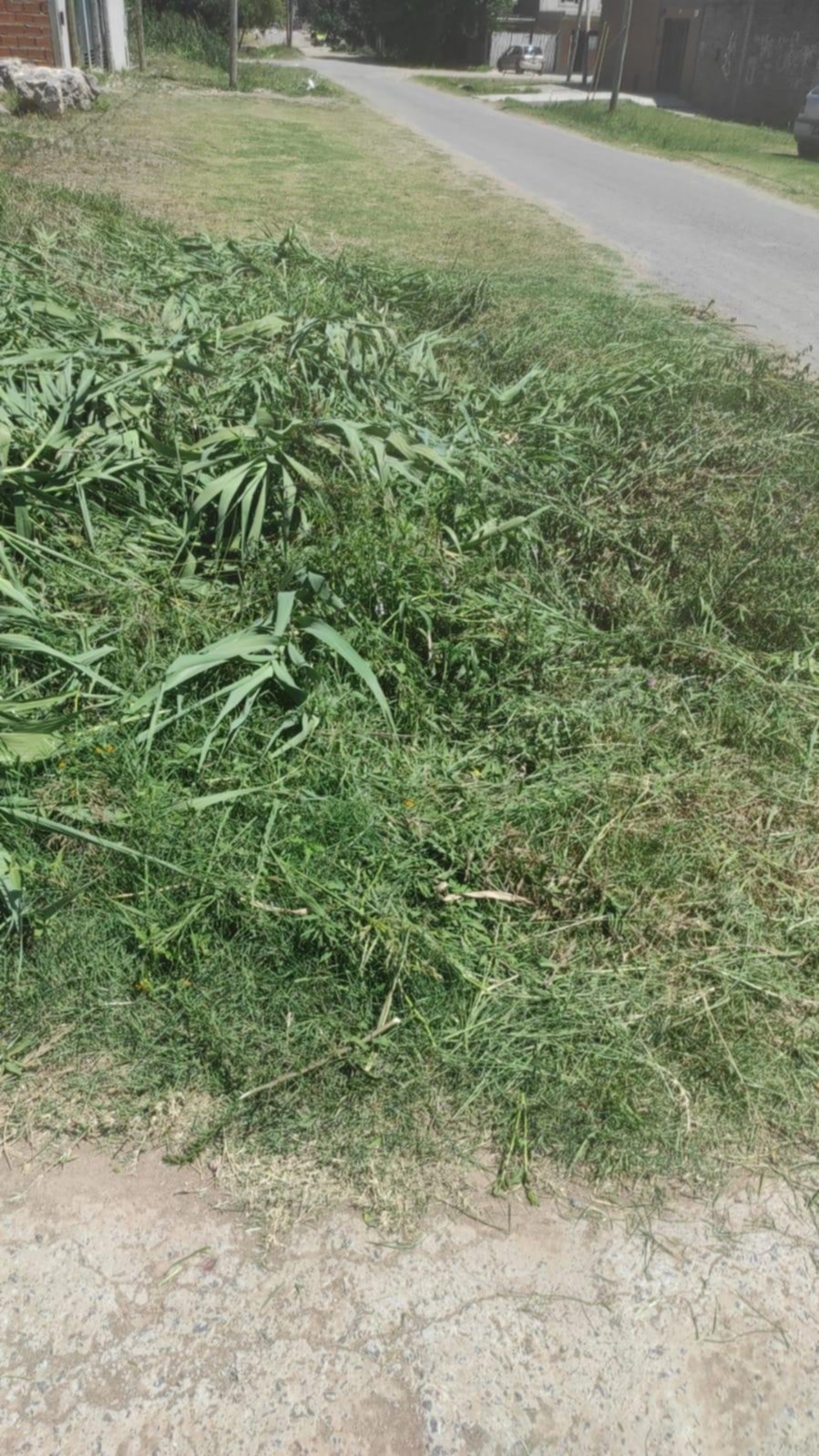 Sacaron el cañaveral, pero se tapó la zanja de la calle