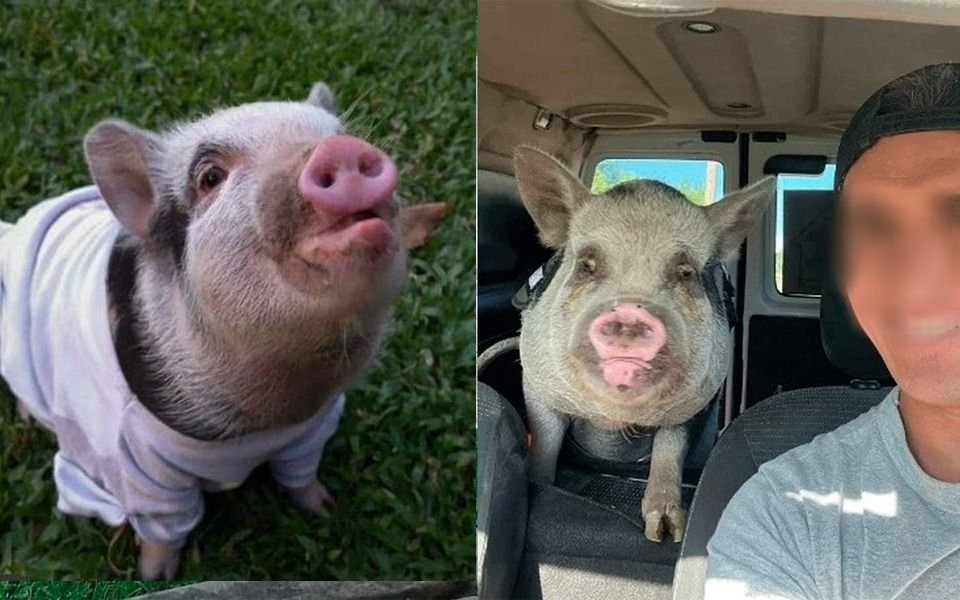 Indignación: adoptó una cerdita mini pig como mascota y la cocinó a la parrilla con sus amigos