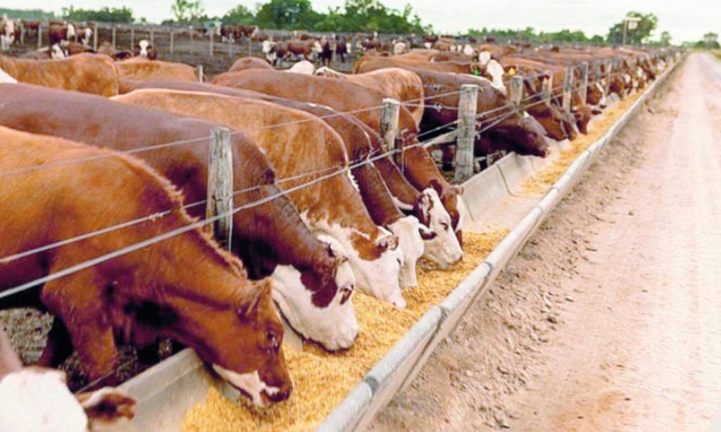 Sequía, baja de precios de exportaciones y los costos sacuden al sector ganadero