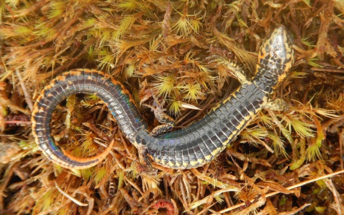 Hallan una nueva especie de lagartija en una reserva natural de Perú