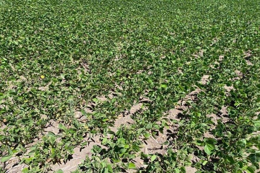 Se perdió media cosecha de soja en la principal zona de producción
