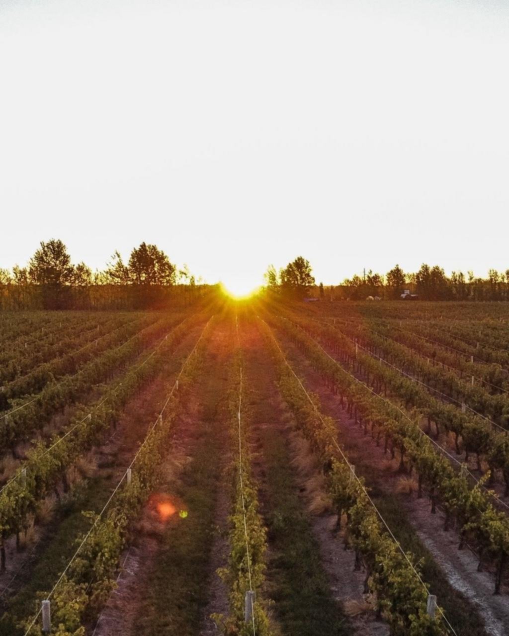 La ruta del vino: un viaje por el interior de la vid