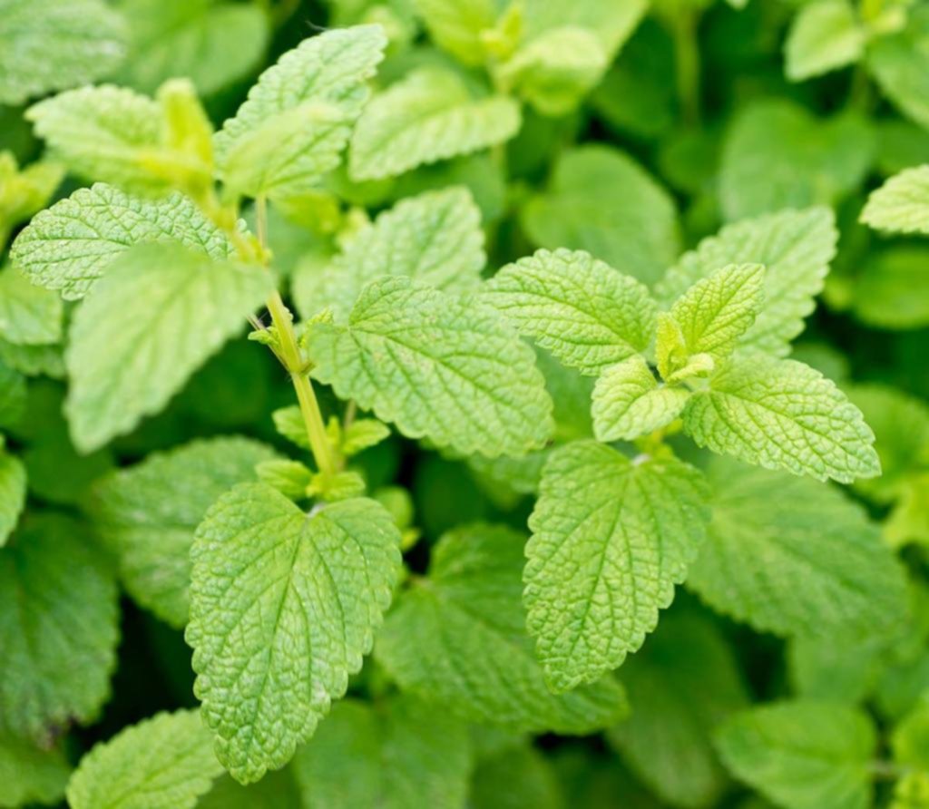 Melisa: esa aromática refrescante