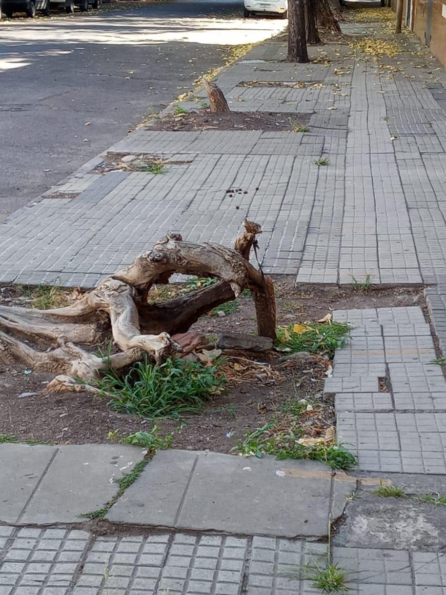 Sacaron tres árboles, pero quedan restos en la vereda