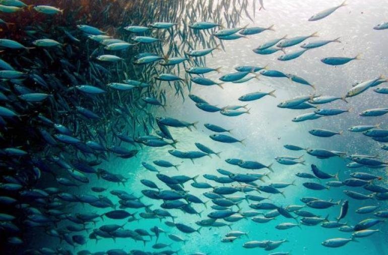 ¡Peces, salgan del fondo que se van a hacer chiquititos!