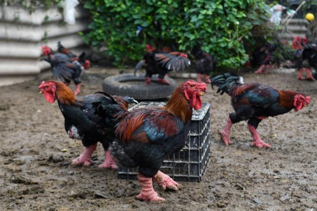 Patas de “pollo dragón” en estofado o al limón, para chuparse los dedos en  el año nuevo lunar en Vietnam - El Mundo